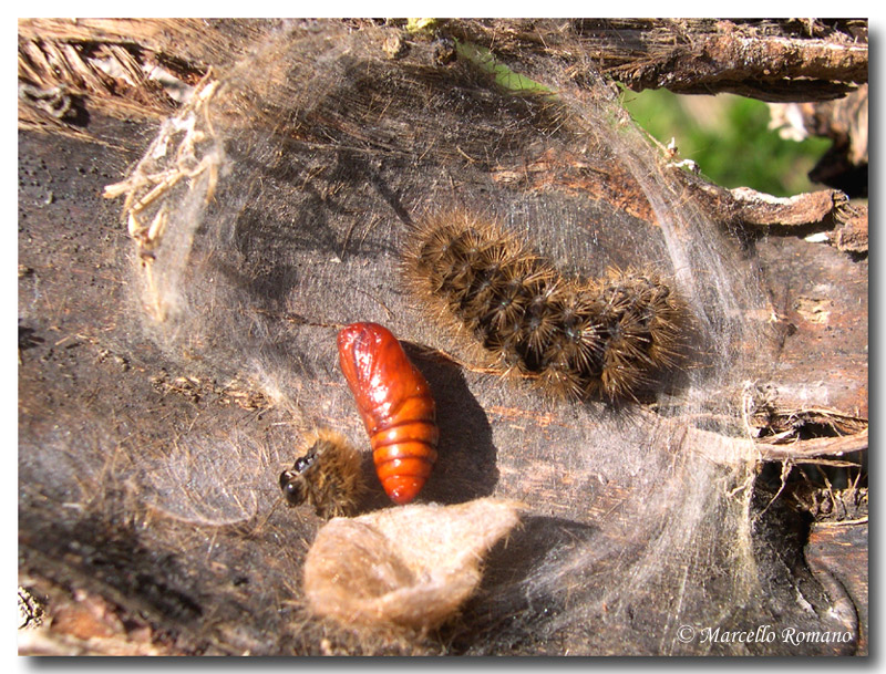 Larva e pupa di Syntomis sp ?